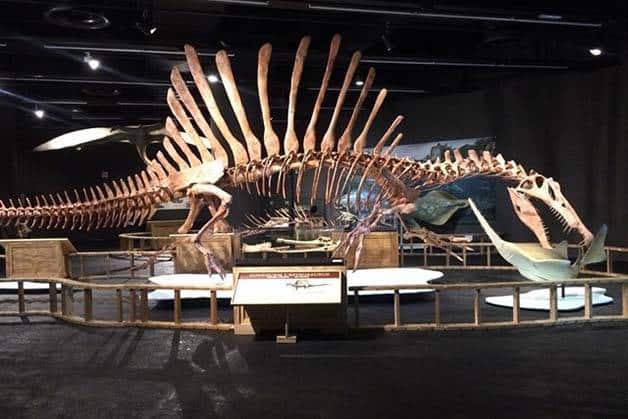 Spinosaurus musée des sciences naturelles