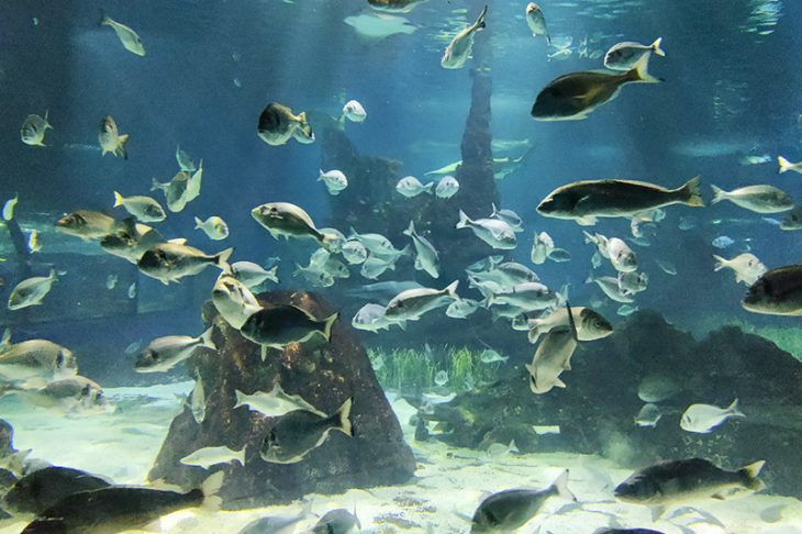 poissons aquarium de barcelone