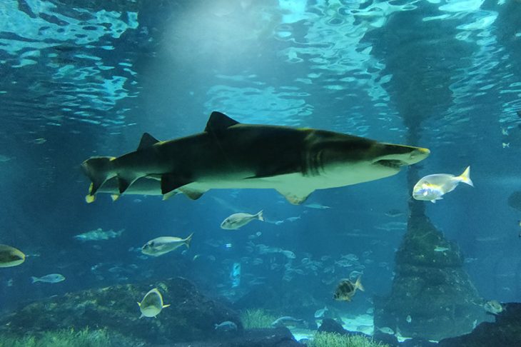 requin aquarium barcelone