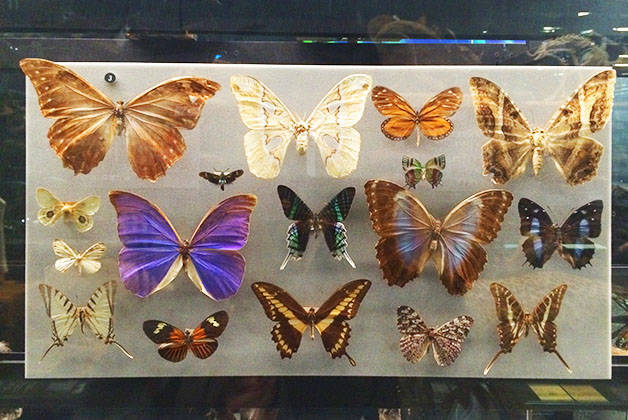 musée des sciences naturelles papillons