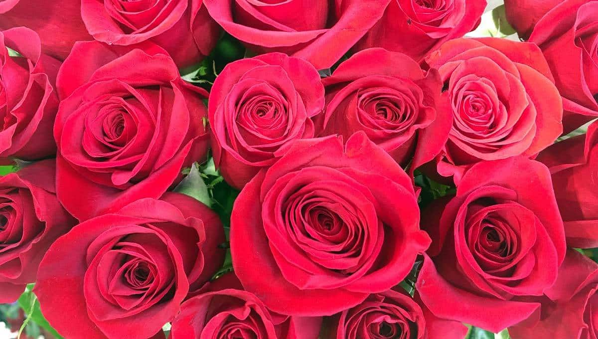 roses de la Sant Jordí