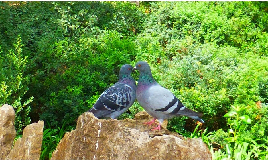 saint valentin barcelone pigeons parc guell