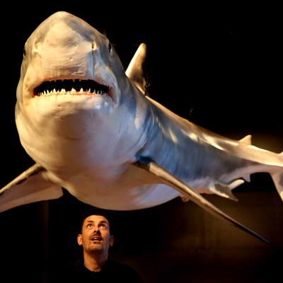 Requin blanc grandeur nature au CosmoCaixa, Barcelone